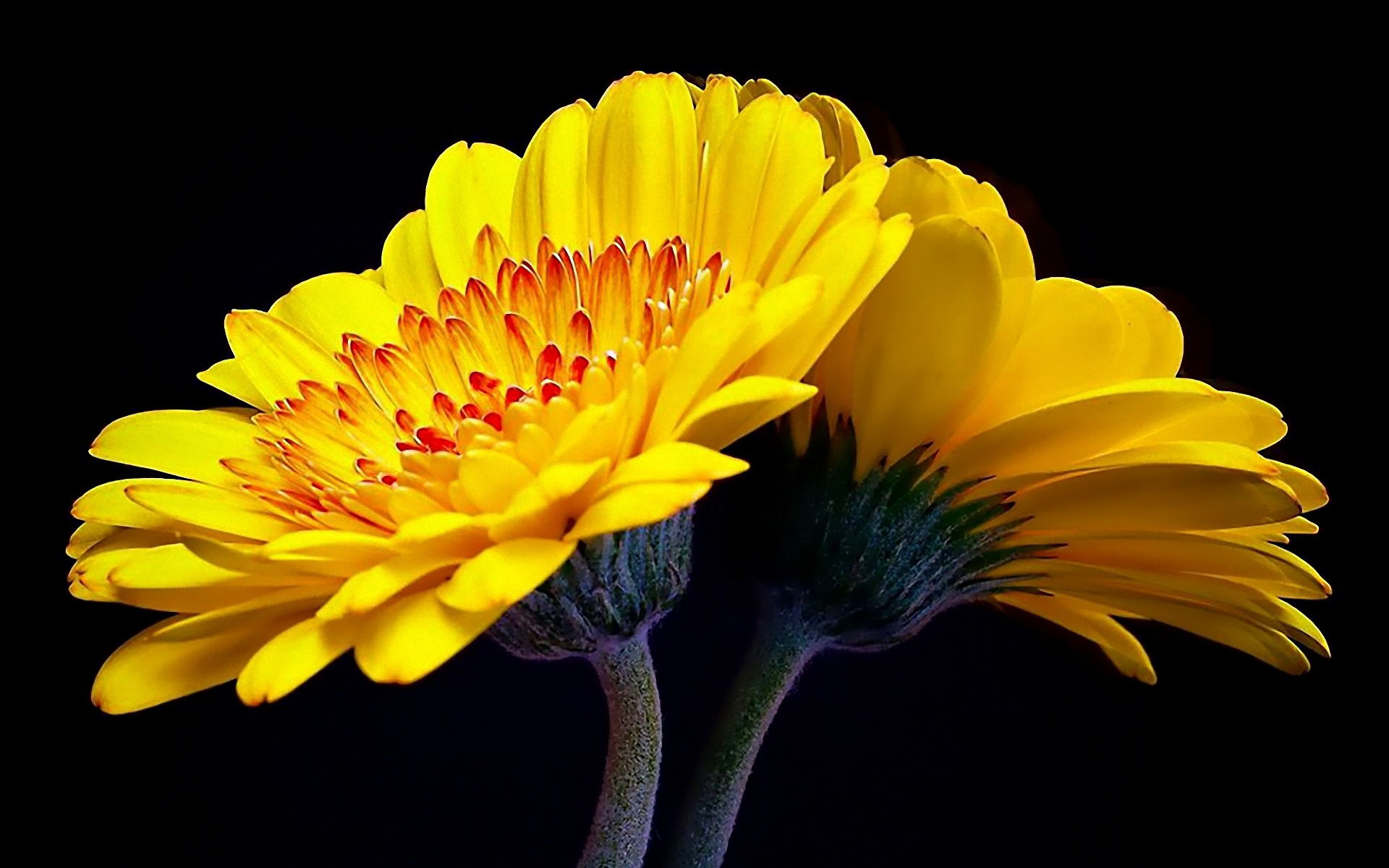 Hoa đồng tiền - gerbera