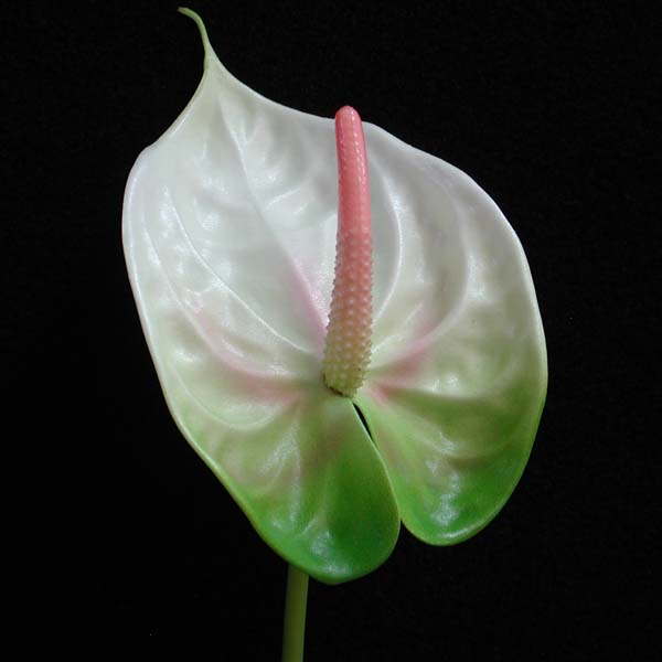 Hồng môn - anthurium