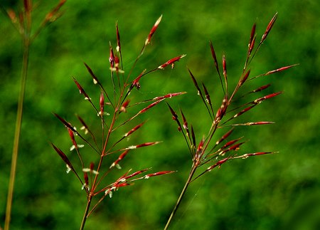 Sự tích hoa cỏ may